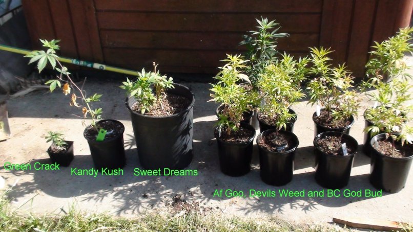 Green Crack, Devil's Weed, Kandy Kush, Afgoo - Not growing the Bc God bud at the moment.