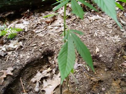 this is the remnants of PH damage, i cut the worst off

before i tranplanted i ran into a near death of plant 1 from the potted soil. the PH levels dropped and the leaves spotted yellowish brown and began to sag... after about a week in the new soil it was back to normal