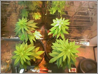 plants at week 7