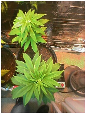 plants 3 and 4 week 7
