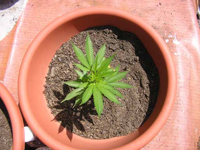 this is steff from the top at week 4