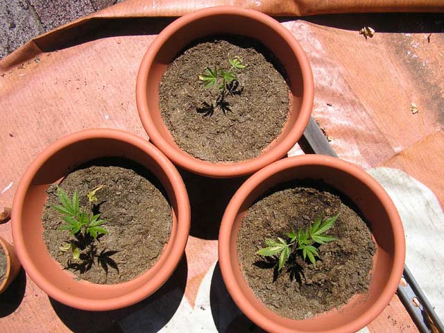 another over view of all 3 after one week.