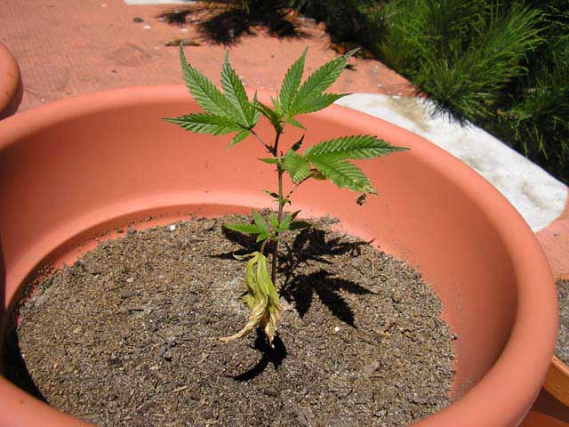 the strongest plant again from a third angle
