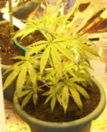 big'en aint she 4 a baby this is at about 2 weeks under the HID LIGHTING