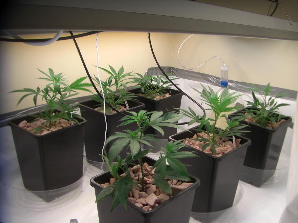 Here is a picture of them with the new CO2 emitter set up in the back there with some tubing hooked up to it draped around the lights so the CO2 falls onto the plants.
