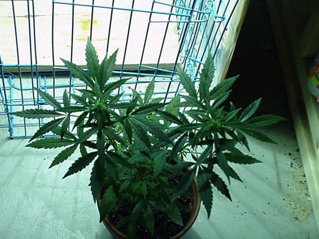 pic of whole plant