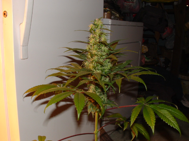 wow she is filling out tuff under 650 watts of hps