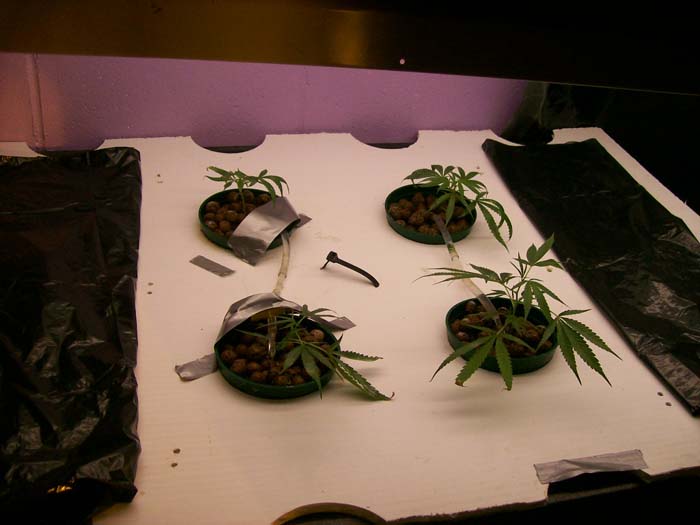 these 4 clones will be used as mother plants all these plants were this size maybe a bit smaller these are under 4 floecent lights 