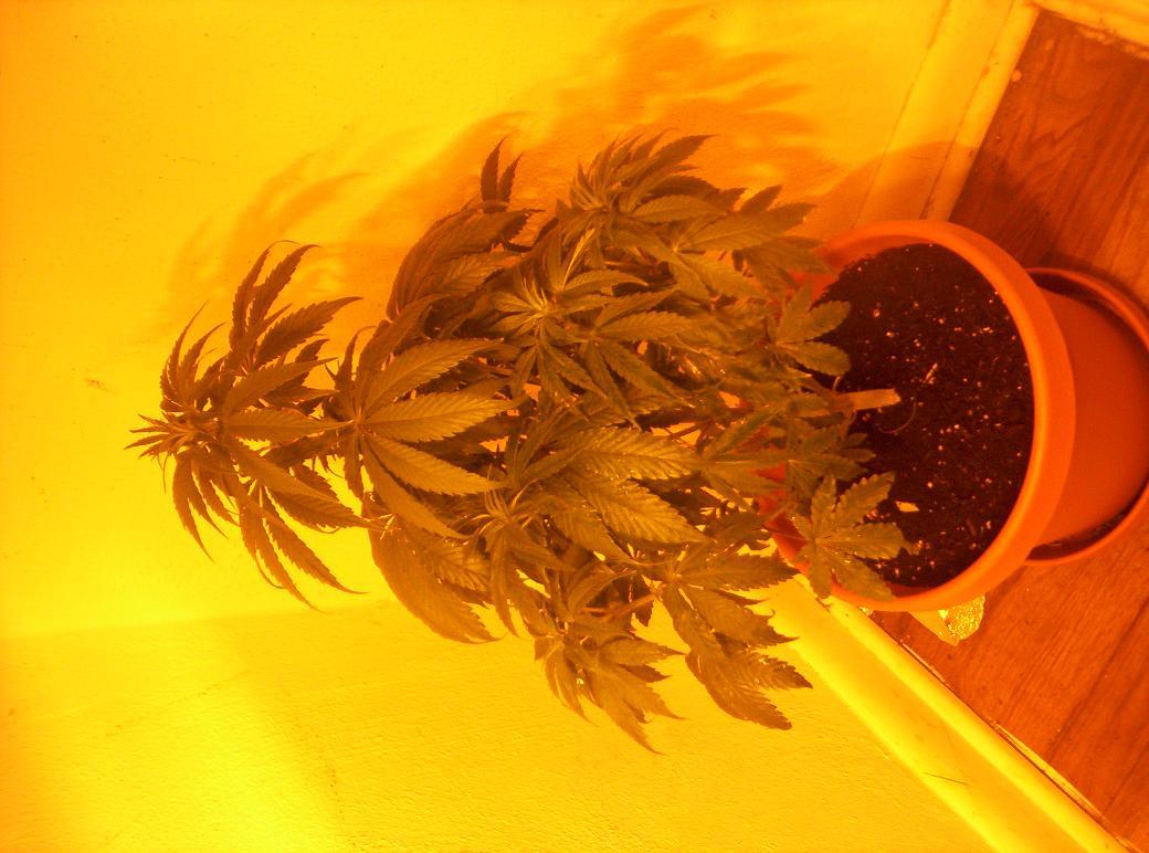 nugs was the last to sprout. she was the smallest until jane went into shock from transplant. shes been in second ever since. she doesnt seem as healthy and vigorous as the others, and ive had to trim dying leaves from her lower foliage several times. some of her upper leaves have yellow tips as well. i bought some flowering food (1-5-1) and applied it today. hopefully that will help with her purple branches and slower flower growth. confirmed female today.