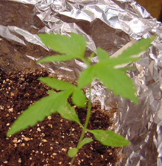 4th plant 8 days old