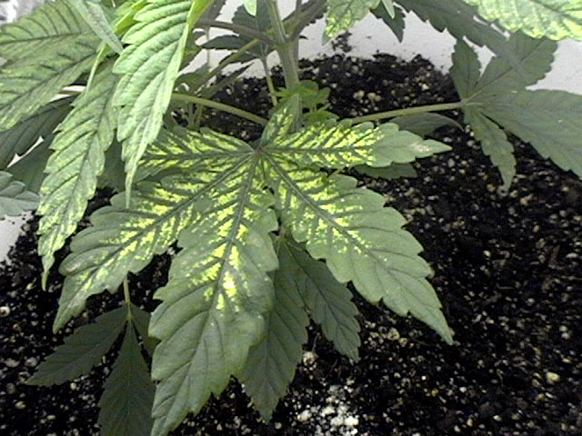 My best guess is a deficiency of one of the nutes....any help? This is cecilia at 5 weeks. Was foliar feeding with fish emulsion but i stopped and it cleared up.