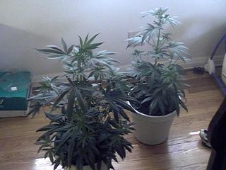 my girls 41 days veg
