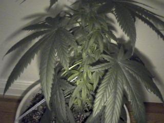 lots of short branches filled with while hairs. Ill call her shorty.