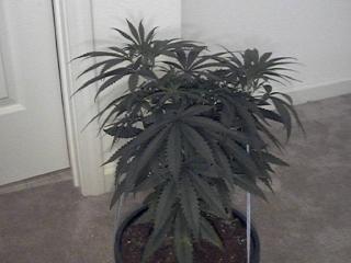 12 weeks veg, topped plant