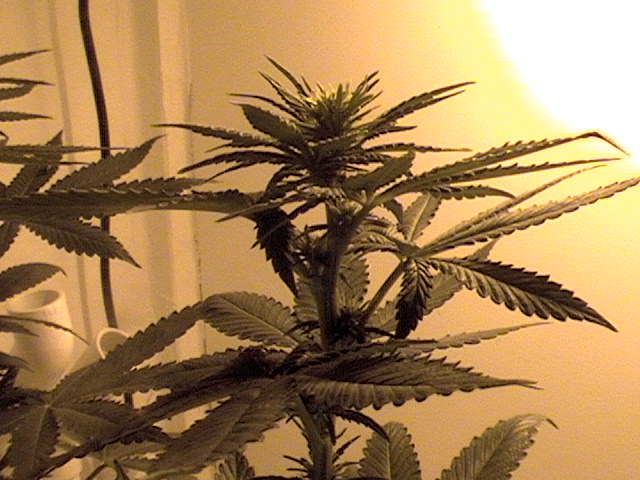 17 days flower