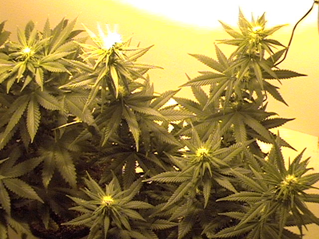 17 days flower