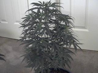 she is the biggest of the three older plants