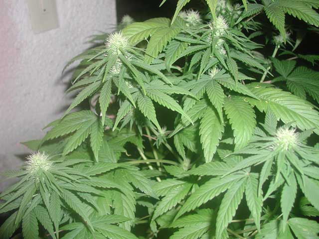 Several buds are forming in this Haze plant. Its amazing.