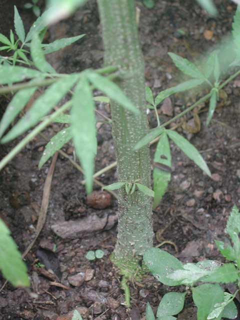 This picture show the bottom of my female outdoor plant. The diameter is about 3cm and still growing.