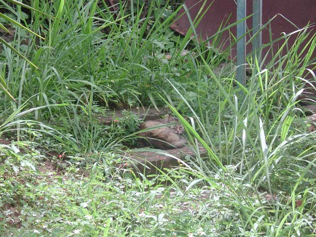 Norberto watch the outside plant during the day...