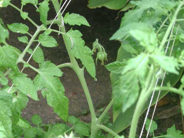 This is the first tomatoe of 30 plants. The outdoor cannabis plant is within all this 30 tomatoes plants.