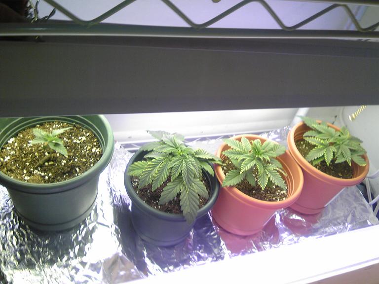 the 3 biggest are 3 weeks from seed