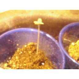 2 weeks....its cold as a naked eskimo in this attic and the pot doesnt like it....