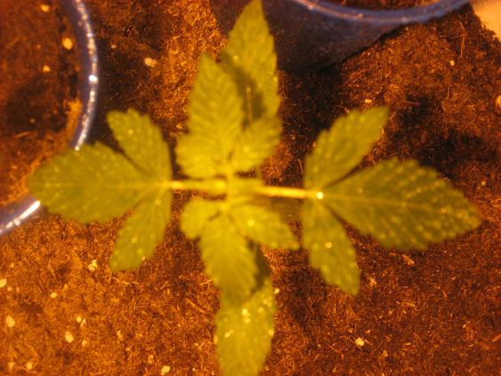 top view of my best plant its about 7 inches tall 