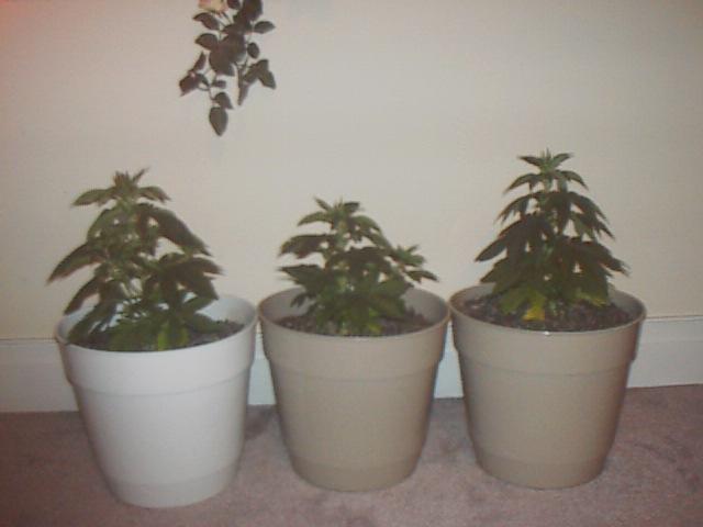 The AKs at 32 days.  The tallest is 10 inches, the shortest is about 7 1/2 inches