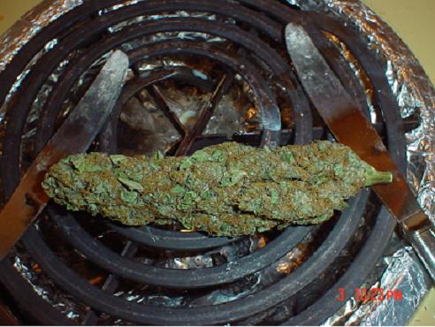 a big bud of bluberry dry and ready to smoke