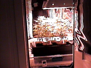 closet view, they are getting tall