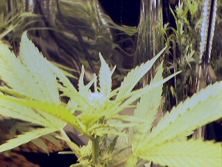 WEBCAM PIC closeup flowers