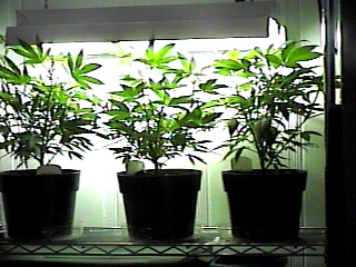 HERE ARE THREE MOMMAS, GREEN SPIRIT, NL#1 AND JACK HERER.