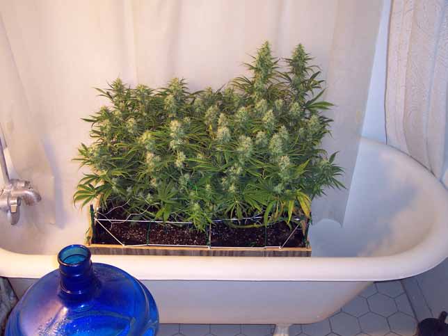 Roll them to the tub where they get a 5 gallon shot of fresh filtered H2O :)