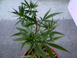 58 days from seed. I have FIMed this plant 5 times and pruned it 4 times. This plant also gets 0 fertilizers.