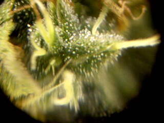 I love this picture. Its a nice shot of the colax with pistils emerging.