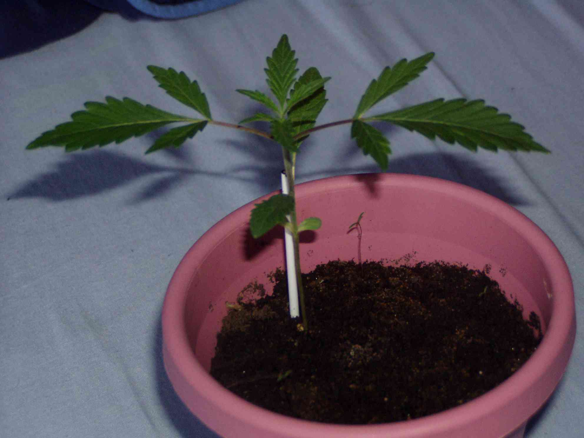 first pic taken of plant at about 1.5 weeks