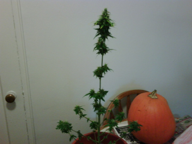this is the first of 4 plants to be harvested. 