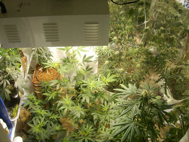 A nice pic of my humble grow closet.