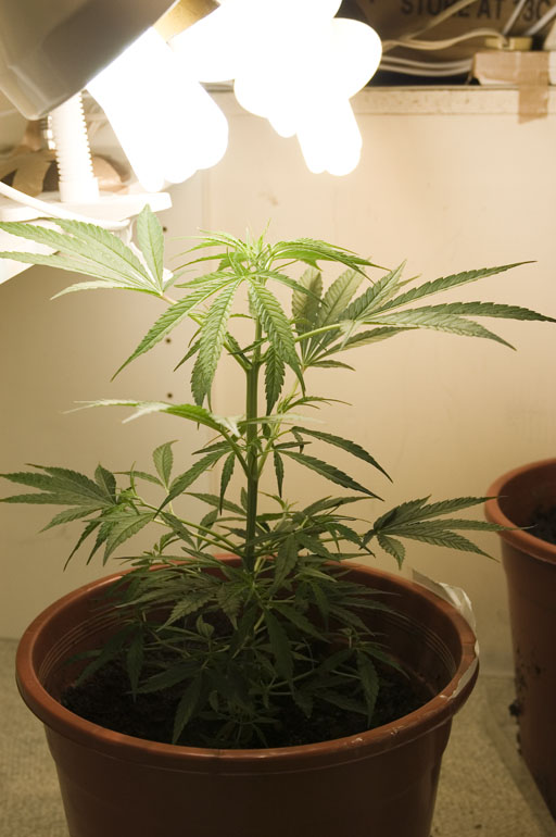 Cant really see how much its grown in this one, but you can see how 'stumpy' it is.

The leafs and branches are rather close together, which ive been told is good.

Its started showing alternating nodes, so its on 12/24 lights now.

Starting to SERIOUSLY stink too.