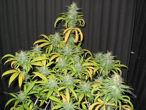 day 36 flowering