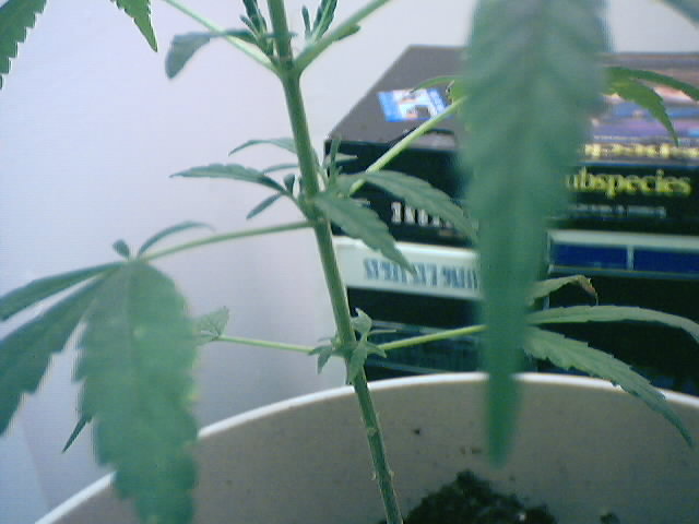 the leaves off the main stem are getting bigger. man im so stoked!!