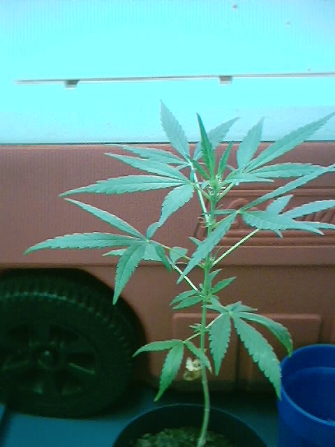it is now inside and under the care of homegrowndaiglestyle. hes got it under 160 watts of flors and u can tell its doing much better. he went ahead and sexed it just to make sure we weren't waisting out time. and guess what its a girl, you can see the hairs!!!!!