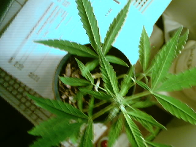 here the plant is at 35 days its so small because it was outside and not in a very good location im suprised it lived.