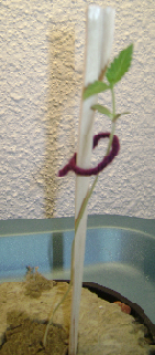 Another little plant