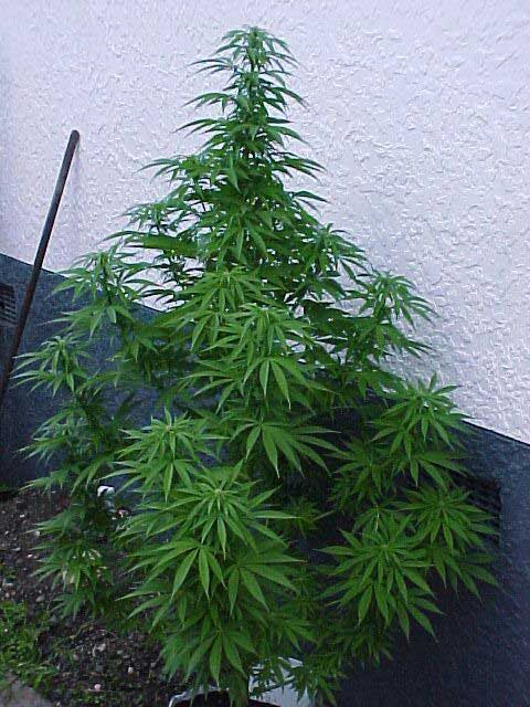 This is her 2 weeks into budding. 5 foot tall and sexy!