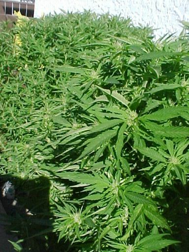 5 1/2 ft plants.