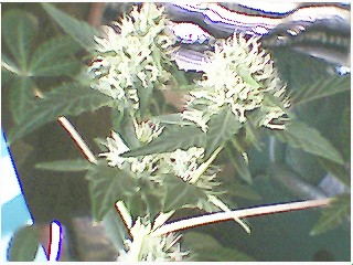 yaaa good buds forming...im still going on my $8 walmart setup....takes 10 times longer but it works..obviously