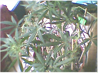 heres plant in 1st pics...way back like 3 months ago was in orange pot...never had a name..but this one i pruned and FIMd like 10 times cause it kept gettin too big for box so it grew like a bush...it has about 12 budsites that started to get hairs like a week ago...oh im down to 3 plants in the end now....had to get rid of 2 males and gave 2 females to a friend with real growlights