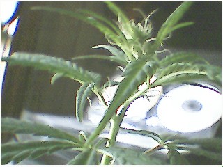if u look close enough u can see hairs...couple weeks later it will be an unmistakeable female.....but whats weird..on this same plant theres a branch with no hairs but little seed looking green appendages...i keep picking it off cause there are no white hairs on that bud-area...but other budareas with white hairs dont show these green seed pod things...its a hermie?? or maybe these green pods will spit out female pistils??? i dunno but i pinched it off cause it doesnt look like other budareas with hairs...looks more like a rounded pinecone made of seedpods....its in garbage but i will take a pic of it next time